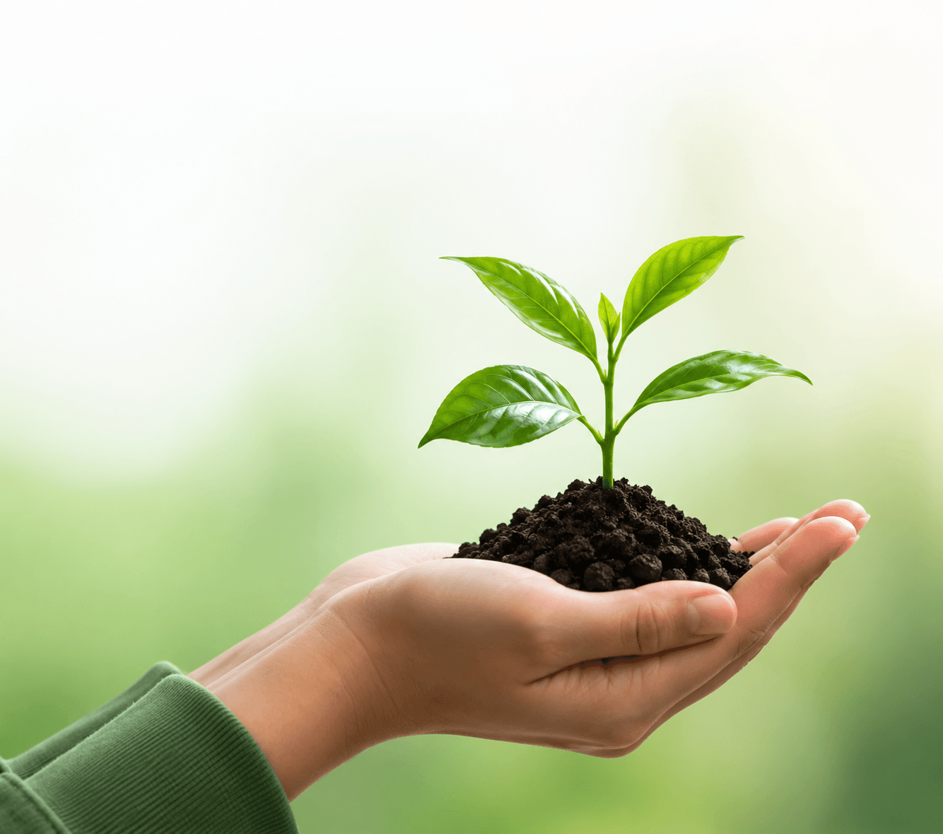 Hands holding a young plant to represent circular recycling impact